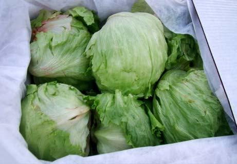 Figure 40 - Lettuce packed in individual plastic bags (a) or MCT liner (b) and shipped to Dubai in air On the second evaluation a significant number (58%) of heads were found to