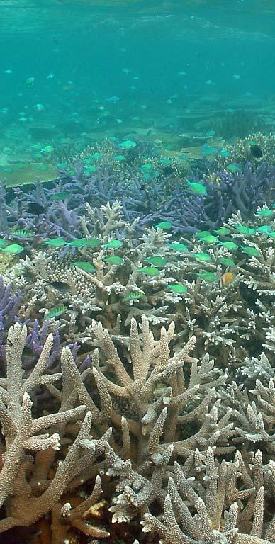 reefs under various