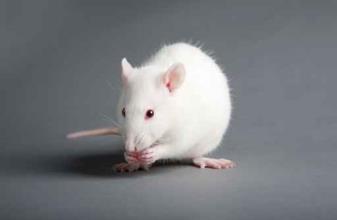 Background Pfizer outsources the production of many rodent surgical models.