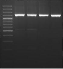 αs2-casein Gene - The polymorphism of this gene was detected using PCR-RFLP