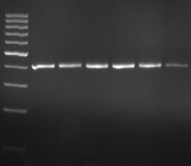 Κ-Casein Gene - The polymorphism of this gene was detected using PCR-SSCP
