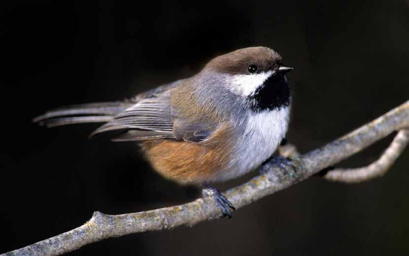Boreal Chickadee [Poecile hudsonicus] Distribution & Habitat Associations in Alberta The Boreal Chickadee is a common, iconic and well-loved feature of Canada s natural landscape, in particular