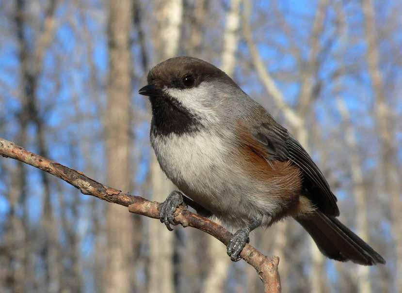 The Boreal Chickadee is one of the few passerine species of North America that is a permanent resident of boreal forests.
