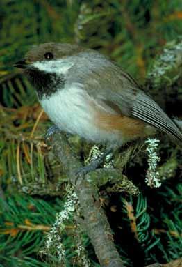 Mapping the Provincial Habitat Suitability of the Boreal Chickadee ABMI / BOREAL CHICKADEE CHANGE IN HABITAT SUITABILITY Using the statistical relationships defined in Figure 2 (between human