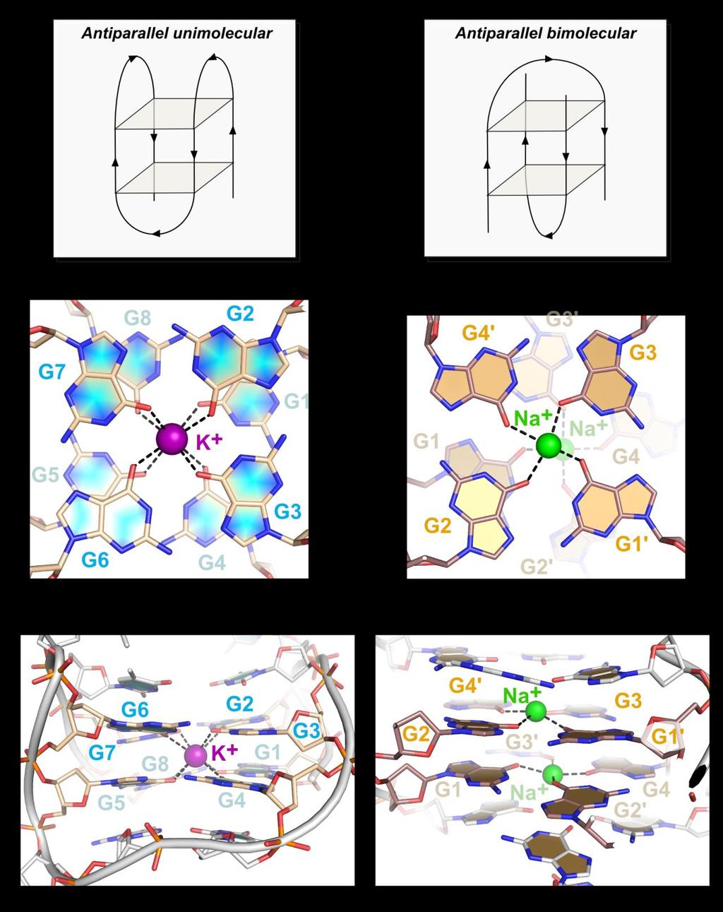 Supplementary Fig. 7. Examples of G-quadruplexes stabilized by monovalent cations.