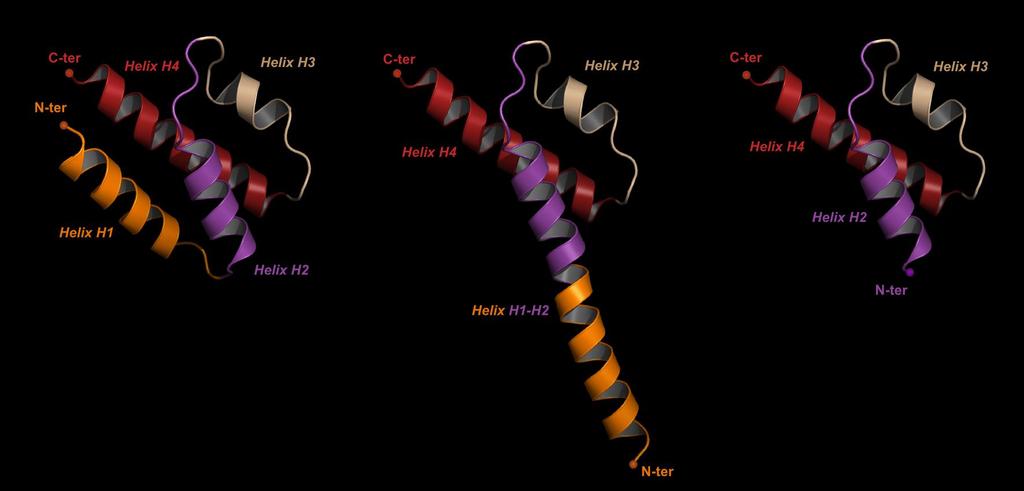 Supplementary Fig. 8. mc5a search models for molecular replacement. (a) Four-helix bundle model for mc5a based on the structure of isolated mc5a 2.