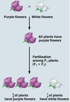Results of Mendel s monohybrid cross F 1 generation peas had purple flowers F 2 generation