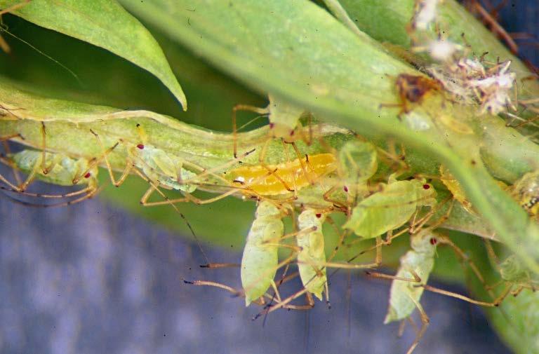 adults emerge and lay eggs