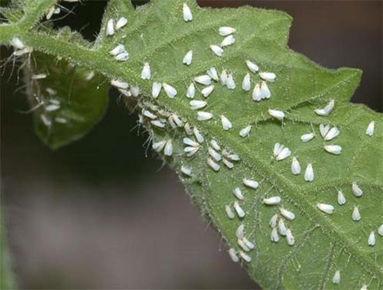 Whiteflies Usually a minor