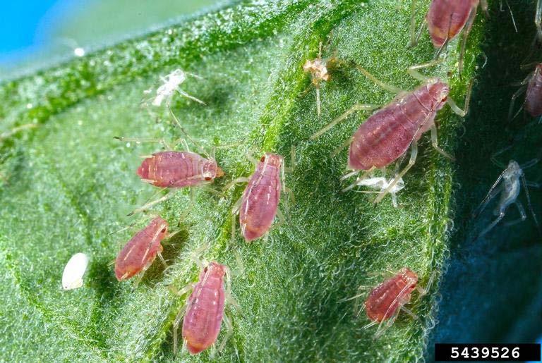 Peach Aphid Feeds on