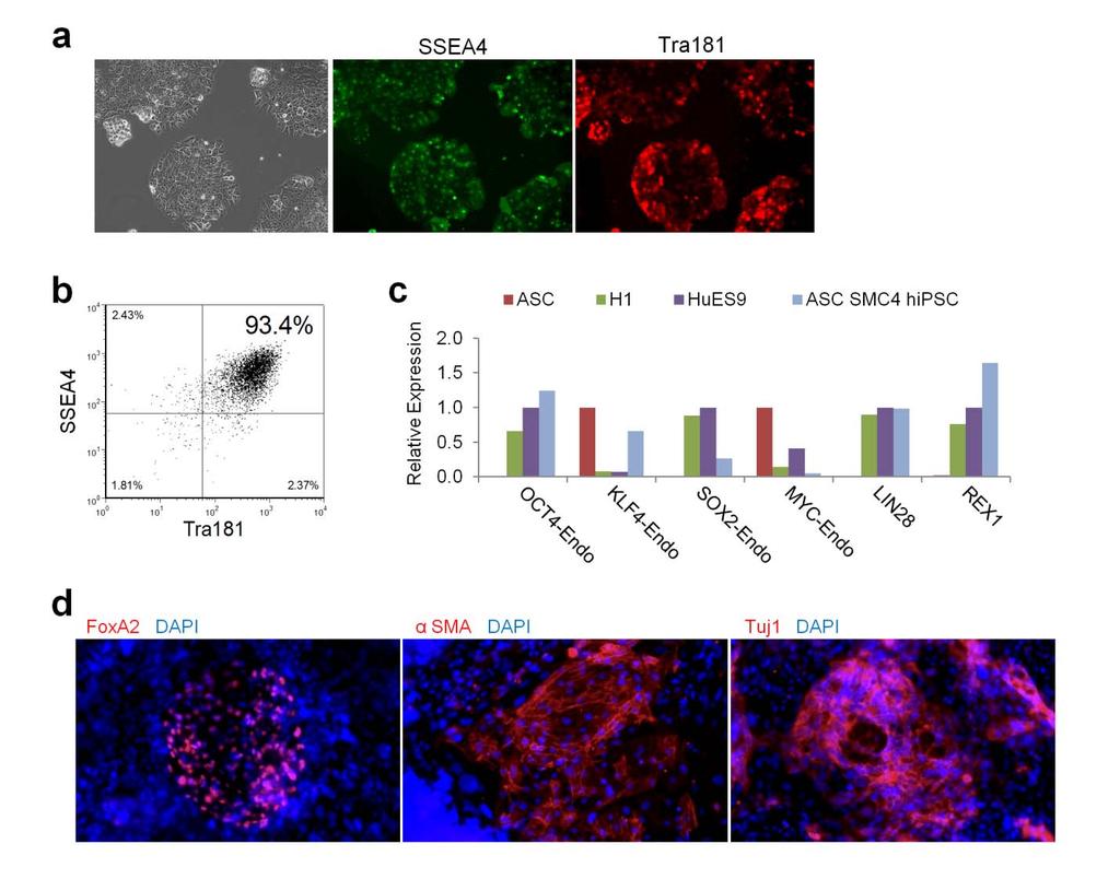 Supplementary Figure 5. Generation of FF adipose stem cell derived hipscs.