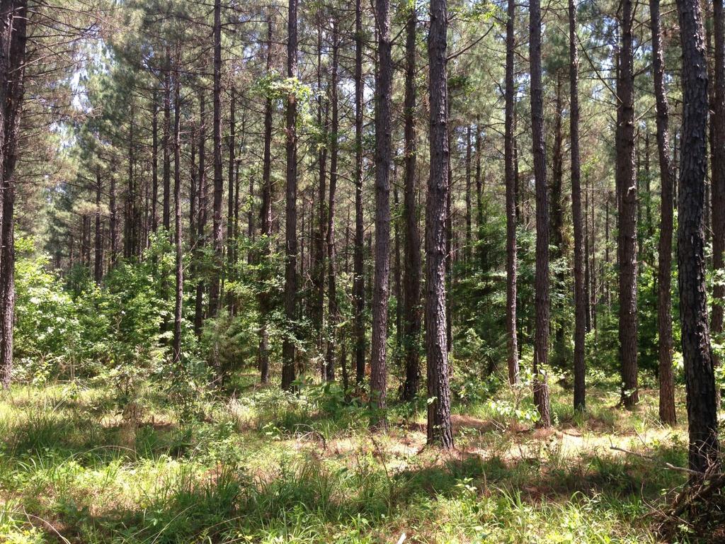 Timber Resources Neeley Forestry Service, Inc. conducted a timber inventory on the Airport Tract during the 4th quarter of 2017. The acreage for the forest stands inventoried total ±3,249 acres.