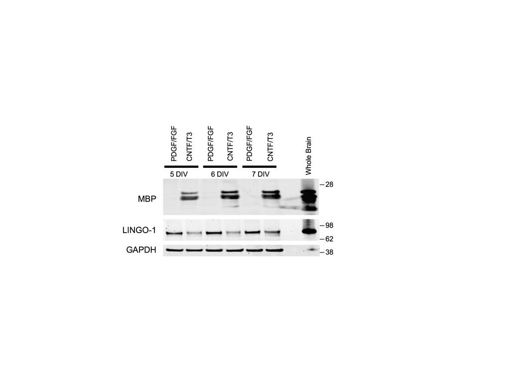 SUPPLEMENTAL FIGURE 1: LINGO-1 expression decreases during mouse OPC maturation in vitro. Mouse OPCs were grown for 3 days in PDGF/FGF as described in methods.