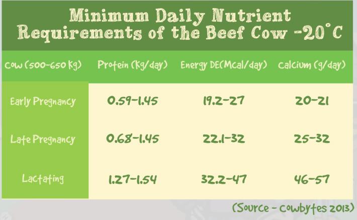 Lesson 3: Cow & Heifer Management Nutrient Requirements of Heifers & Cows The function of heifers and cows is to produce calves. Producing a calf puts great demands on the heifer or cow s body.