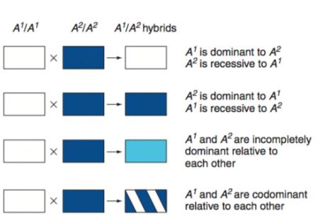 Summary of different dominance relationships The phenotype of the heterozygote defines the dominance relationship of two alleles.