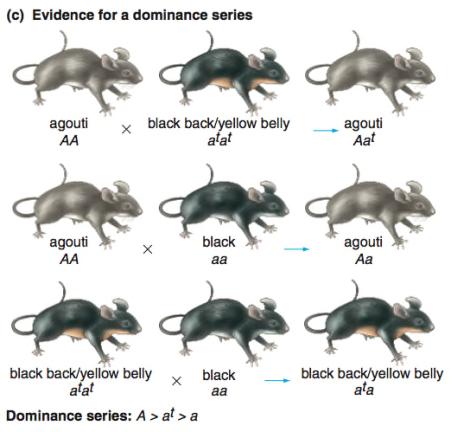 The mouse agouti gene controls hair colour: One wild-type allele, many mutant alleles Wild-type agouti allele (A) produces yellow and black pigment in hair 14 different agouti alleles in lab mice,