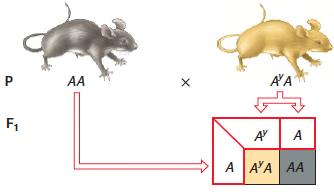 The A Y allele produces a dominant coat colour phenotype in mice A Y allele of agouti gene causes yellow hairs with no black Cross agouti x yellow mice