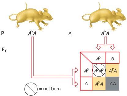The A Y allele is a recessive lethal allele A Y is dominant to A for hair colour, but is recessive to A for lethality.