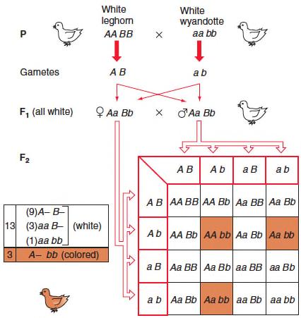 Dominant epistasis II in chickens 13:3 ratio in F 2 progeny of dihybrid crosses indicates dominant epistasis II 13/16 white (A B, aa B, aa bb)