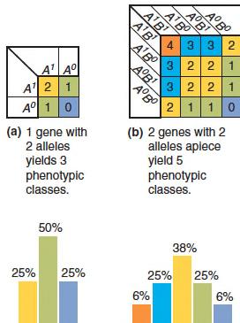 Mendelian explanation of continuous variation The more genes or alleles, the more possible phenotypic classes and the greater the similarity to continuous