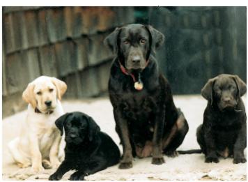 Genetic variation exists even within dog breeds Mendel's laws explain why two black Labradors