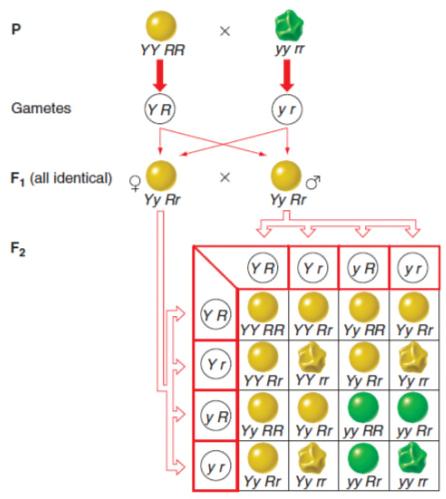 A dihybrid cross produces parental types and recombinant types Each F 1 dihybrid produces four possible gametes in a 1:1:1:1 ratio Yy Rr 1/4 Y R, 1/4 Y r,