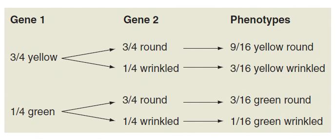 Following crosses with branched-line diagrams Progeny phenotypes for each gene
