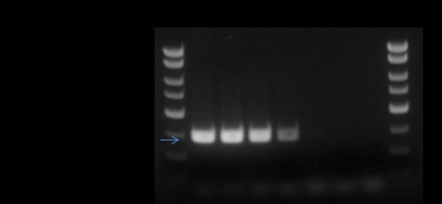 Figure 1: Detectin f C. cladspriides using the C. cladspriides PCR Detectin Kit. A representative 1X TAE 1.5% agarse gel shwing the amplificatin f serially diluted C.