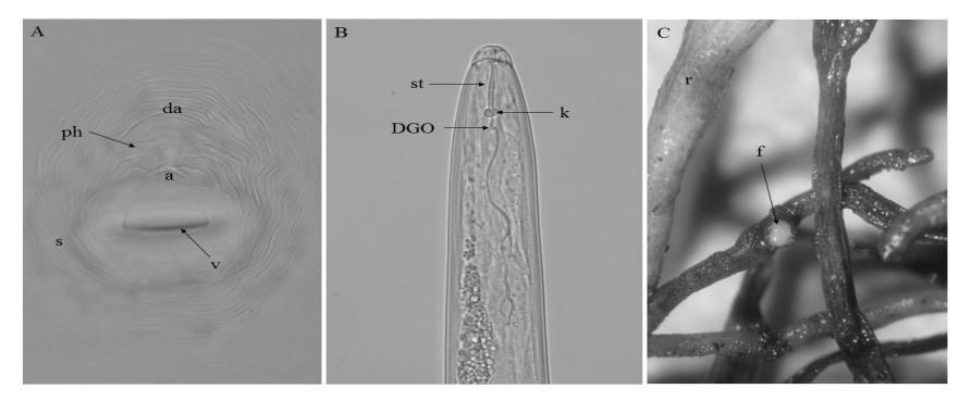 3.1Meloidogyne arenaria 3.1.1 Morpho-biometrics Females: pear-shaped body, robust stylet, the knobs at the stylet base rounded, sometimes elongated, DGO 4.2μ on average in the 10 females examined.