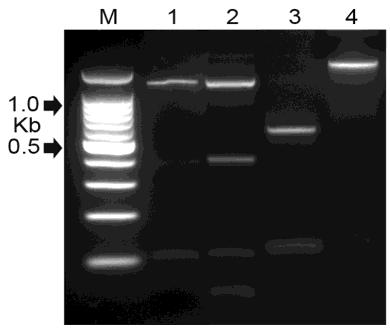 The digestion of the mtcoii-16s with the diagnostic enzyme Hinf I, produced two fragments: 553 bp and 103 bp, longer than those reported in the literature (Figure 4, lane 3).
