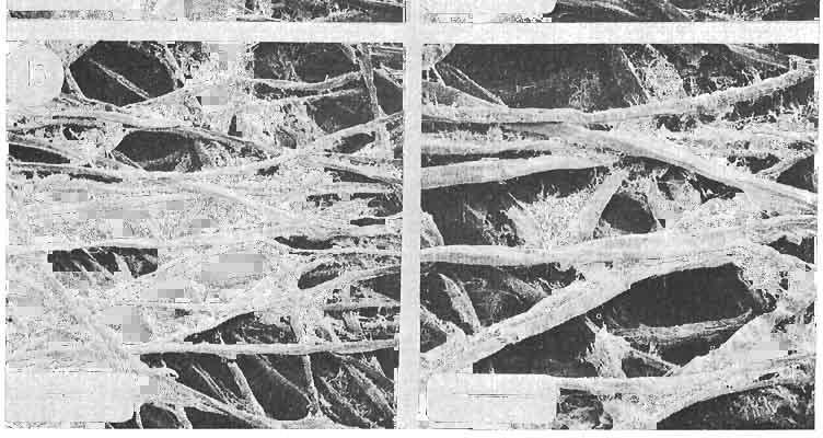 Interfibre fibrillar networks were disrupted as wet webs were strained to rupture (Fig. 2). Fibrillar remnants in ruptured webs aggregated about individual fibres (Fig.