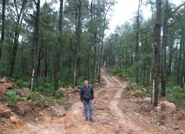 This forest cover the area of more than 1000 ha pine tree. Currently, the pine forest is being grown and extracted turpentine.