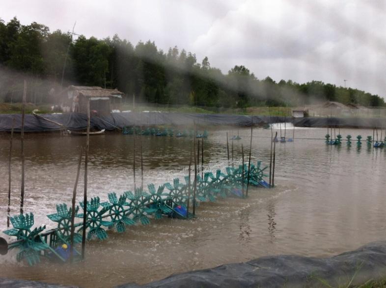 2. Pollution from shrimp aquaculture on sand dunes: From 2012 to