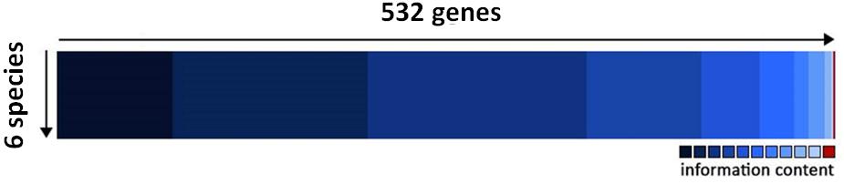 Optimise Gene Set Removed phylogenetically uninformative genes using MARE software (Meyer et al.