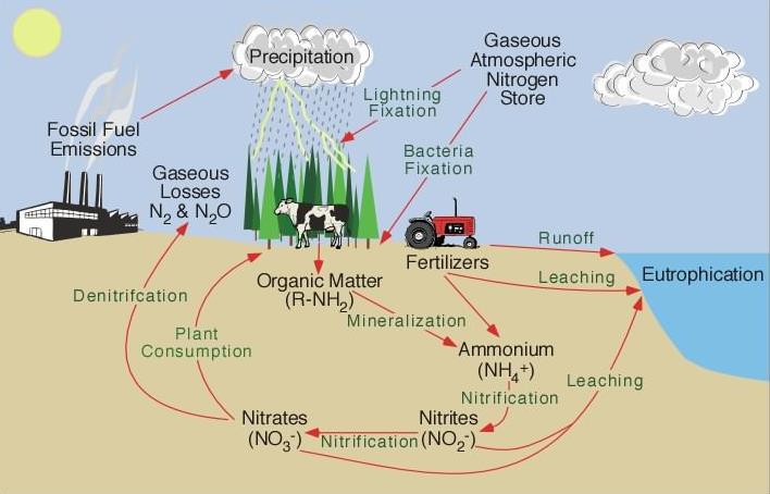 Global Nitrogen Cycle