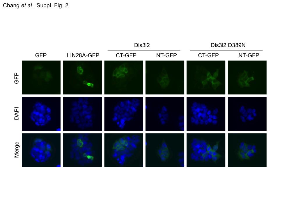 Supplementary Figure 3. Dis3l2 localizes primarily in the cell cytoplasm. Fluorescence microscopy images of V6.