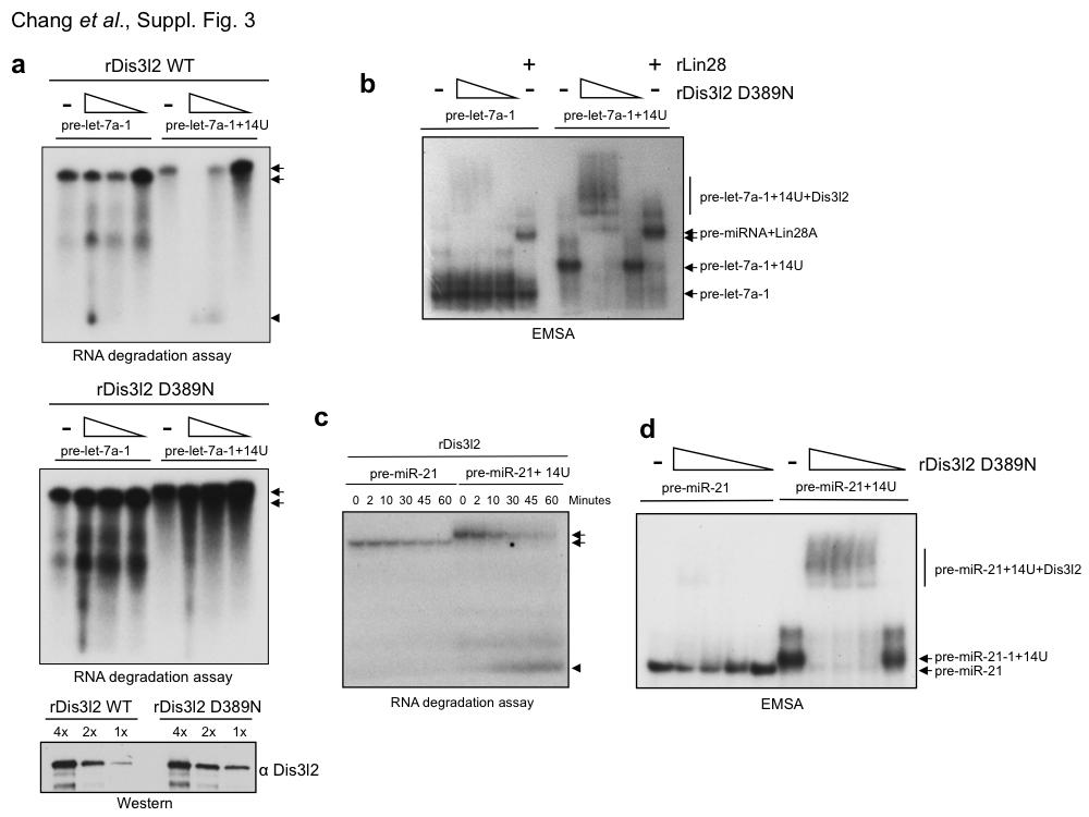 Supplementary Figure 4. Characterization of recombinant Dis3l2. (a) Top panel, bacterially expressed 6x-His Dis3l2 preferentially degrades synthetic uridylated pre-let-7a-1.