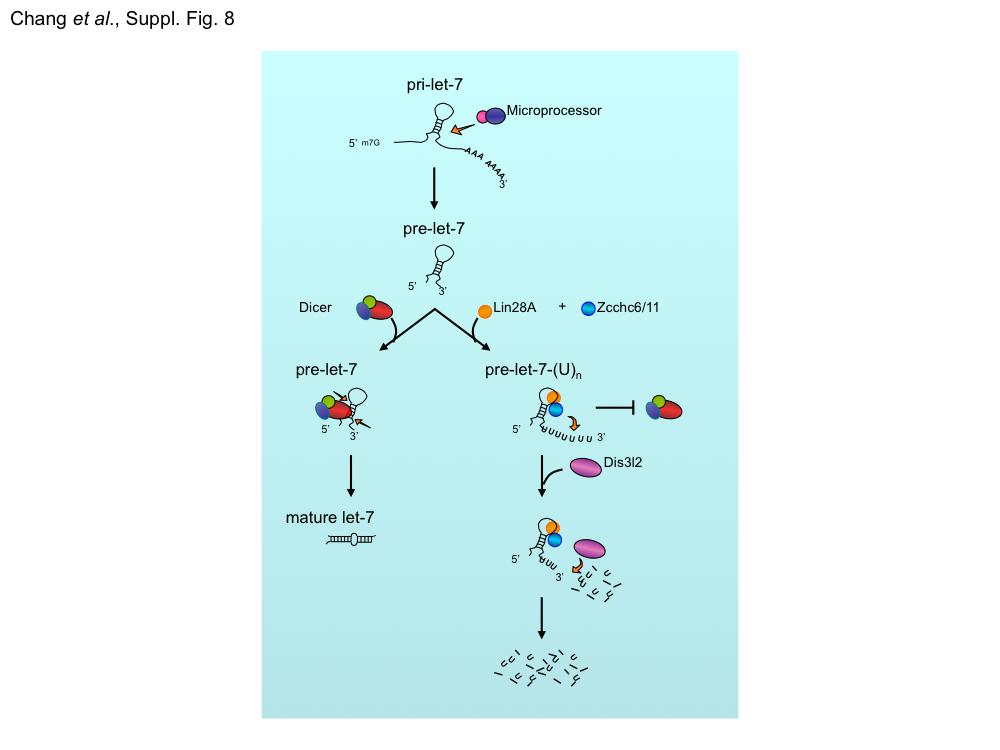 Supplementary Figure 9. Model for the role of Dis3l2 in the Lin28-let-7 pathway.