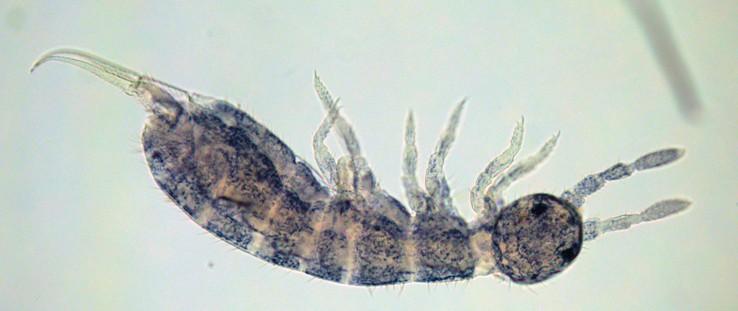 Collembola Measure of functional traits: Body length & Biomass Body shape: globulous / stocky / slender Pigmentation: absence / uniform / pattern Furcula, scales, pseudocelli, trichobothria & PAO