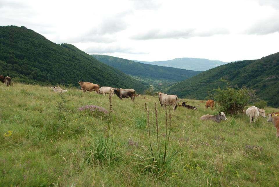 Use of Grasslands in the Republic of Serbia Best practices for sustainable use of common