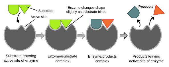Examples f Enzymes: Carbhydrases Prteases Lipases Plymerases Transferases Enzymes that break dwn sugars. Enzymes that break dwn prteins. Enzymes that break dwn lipids.