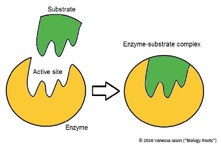 is the term used t describe the mlecules that an enzyme acts Fr example, amylase is an enzyme (a type f carbhydrase) that breaks dwn plysaccharides int mnsaccharides.
