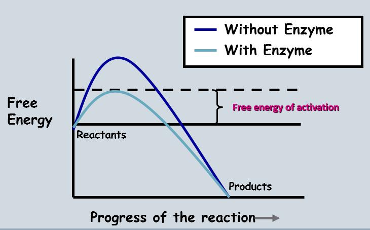 Enzymes can als smaller mlecules tgether, resulting in ne large prduct. Hw d Enzymes Wrk? Enzymes wrk by the bnds between mnmers. This lwers the activatin energy.