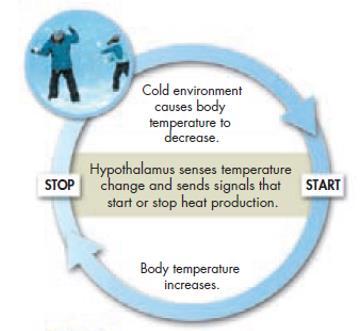 activity, especially cellular respiratin, causes a gradual rise in bdy temperature, which is detected by nerve cells in the hypthalamus. Have yu ever been s cld that yu began t shiver?