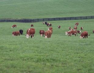 Goal of Program The goal of the program was to develop a more controlled calving season, to incorporate better record keeping, increase weaning weights by