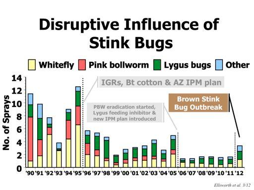 However, in 2012 we witnessed the widespread presence and local outbreaks of the brown stink bug, Euschistus servus.