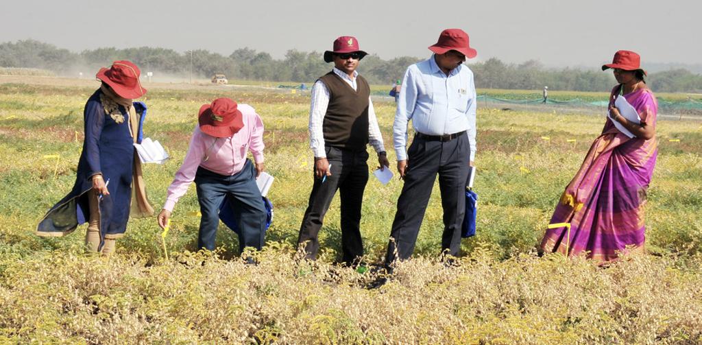 Workshops and Conferences Selecting elite chickpea breeding lines and knowledge sharing Scientists inspecting and selecting chickpea breeding lines.