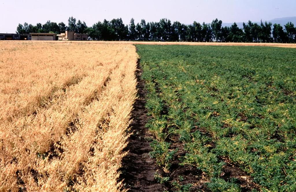 9. Breeding for enhancing Water Productivity by changing the cropping season Winter