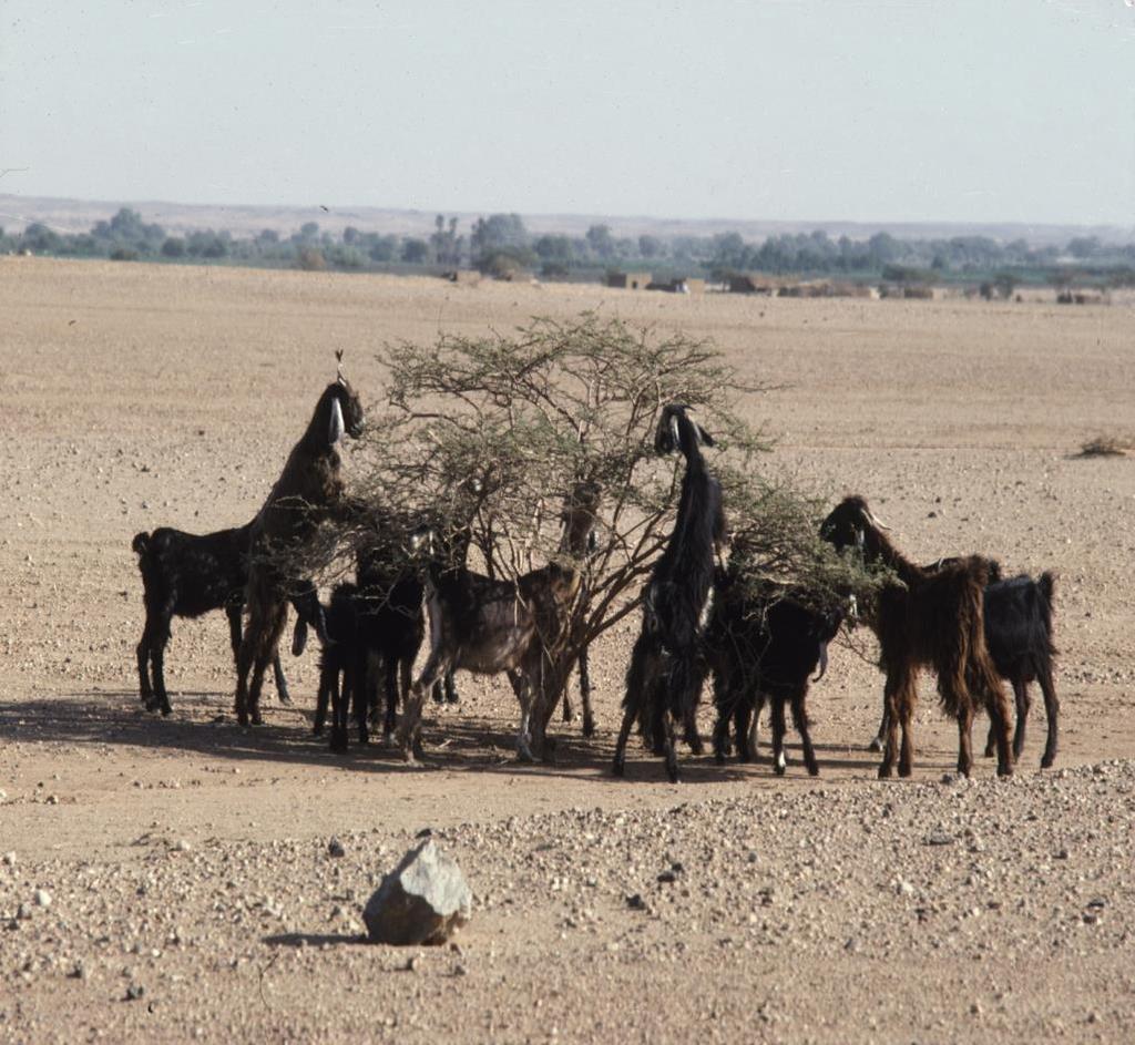 Dry Areas: Fragile