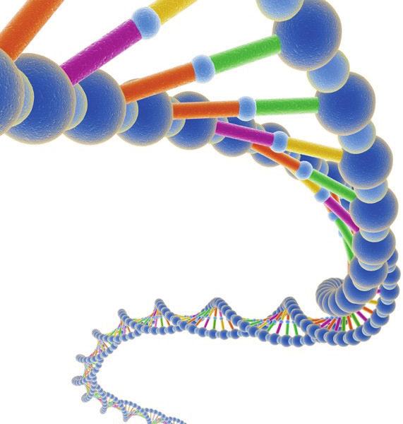 DNA Chromosomes are made of deoxyribonucleic acid (DNA), which is a protein-like nucleic acid that controls inheritance.